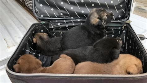  Activate your Online Access Now Article content The mother of the puppies was found pacing around the suitcase, which attracted the attention of a passerby