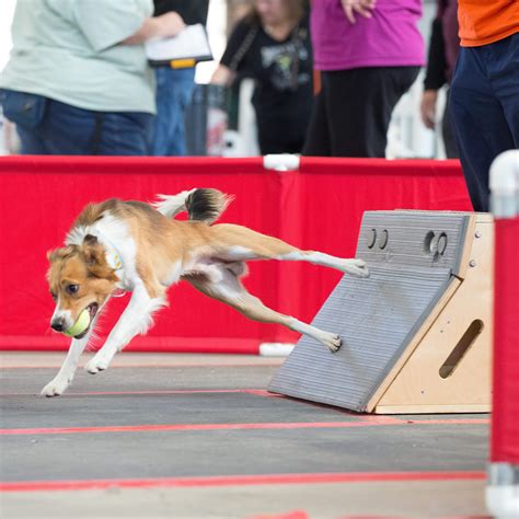  Activities like fetch, long walks, or dog sports like agility and flyball are great options
