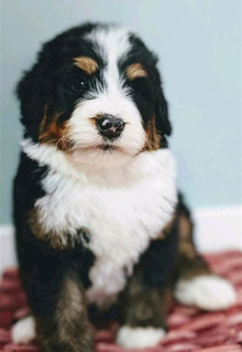  Activity Level The activity level of a Bernedoodle puppy plays a significant role in determining the appropriate amount and type of food they require