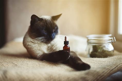  Actually, CBD is very safe for cats and just like in humans will work to naturally interact with our internal functions