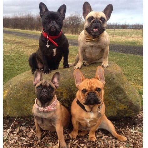  Adaptable: French Bulldogs can adapt to different living conditions