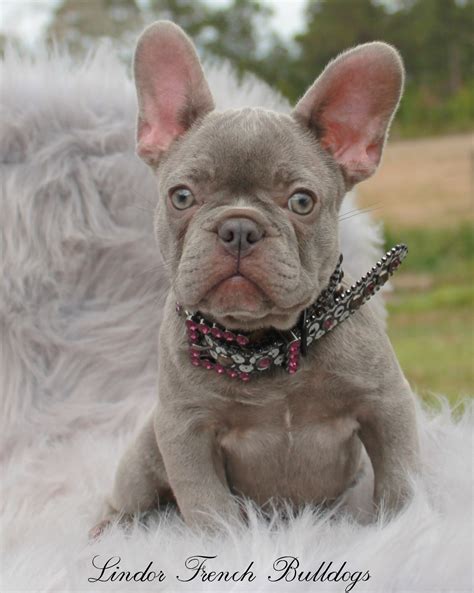  Add to it the rare coat color pattern and you can see why blue Frenchies are so special