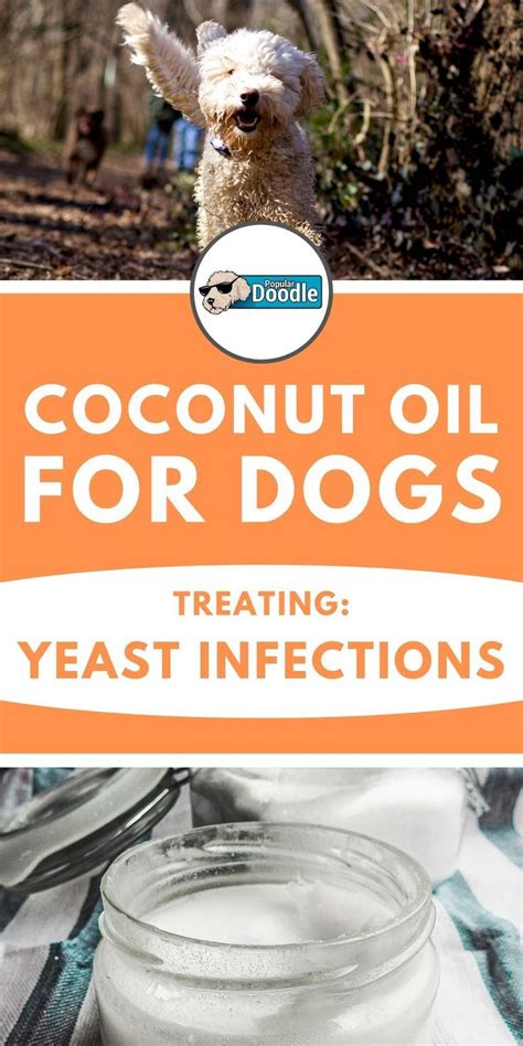  Additional Uses for Coconut Oil in Dog Care Apart from treating yeast infections in dog ears, coconut oil serves various other purposes in dog care