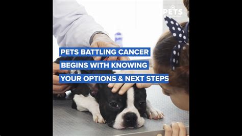  Additionally, CBD can improve the quality of life for a pet who is diagnosed with cancer