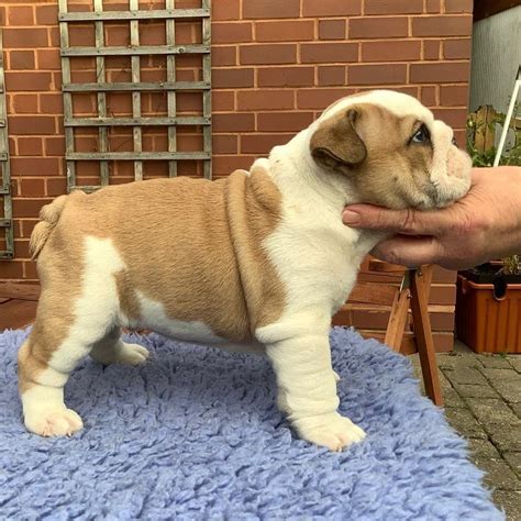  Additionally, English Bulldogs with champion bloodlines or unique coat colors might command higher prices