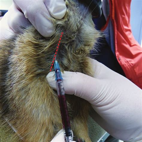  Additionally, blood draws were simulated on non-testing days by restraining dogs and holding off cephalic and jugular veins prior to placing them in the testing room