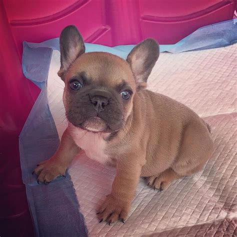  Additionally, breeding micro French Bulldogs with a focus on appearance rather than health and temperament can lead to a range of serious health problems that can negatively impact both the mother and the puppies