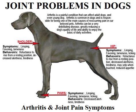  Additionally, dogs can suffer from joint pains and mobility problems, with one out of four dogs in the United States suffering from arthritis-related problems [1]