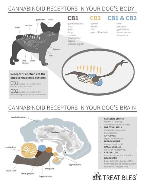  Additionally, it can promote the production of natural cannabinoids within the dog