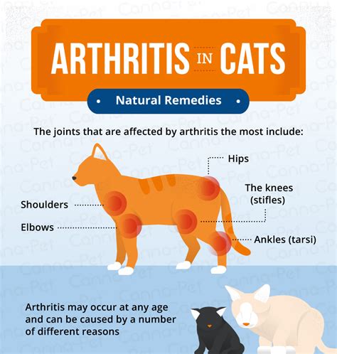  Additionally, several reviewers have noted that it can effectively ease the pain of arthritis in older cats, helping them to get back to playing and moving around more easily