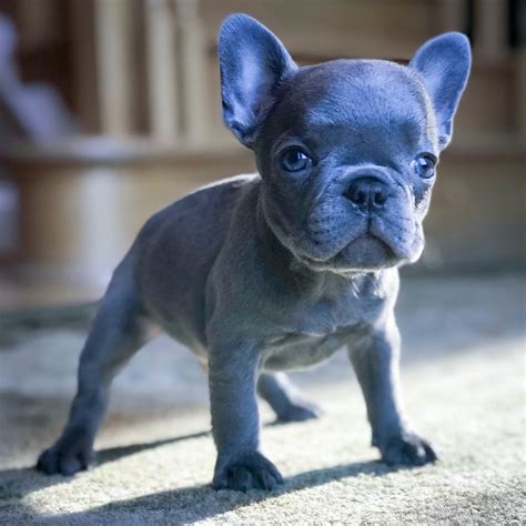  Additionally, some Lilac French Bulldogs may develop white hairs or patches in their coat as they age, particularly around the muzzle, chest, and paws