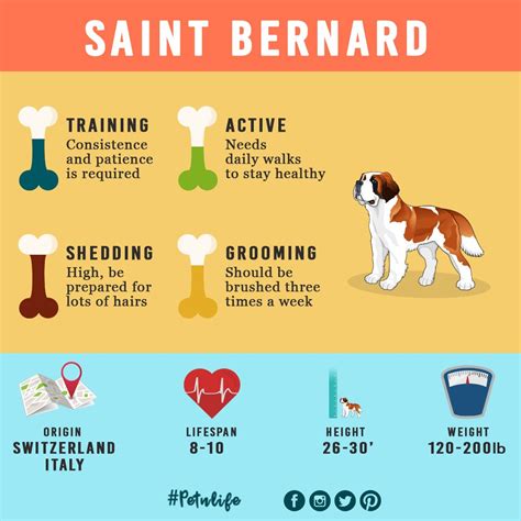  Additionally, they are given ample opportunities to interact with children, fostering a gentle and tolerant nature - a characteristic that makes French Bulldogs excellent family pets