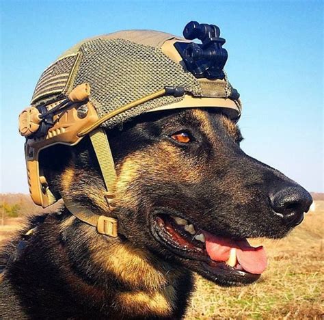  Additionally, thousands of German Shepherds have been used by the military