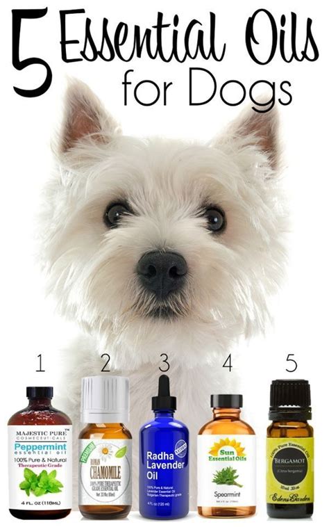  Additionally, utilizing this dog relaxing oil can help with teaching impulsive or other difficult canines