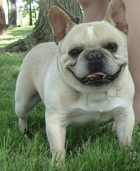  Additionally, we import European French Bulldogs from champion blood-lines that have become a large part of our breeding program