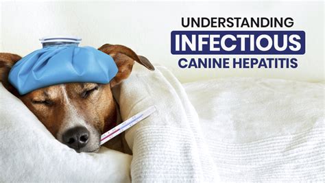  Adenovirus — This is essentially canine hepatitis that causes liver disease