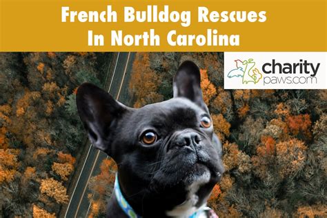  Adopt Bulldogs in North Carolina