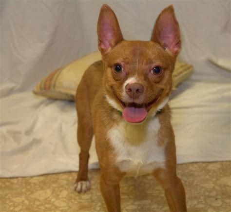  Adopt Chihuahua Dogs in Illinois