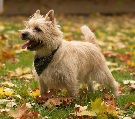  Adopt a Pet can help you find an adorable Cairn Terrier near you