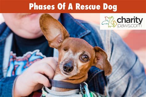  Adopt a rescue dog or bring home a dog through PetCurious