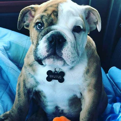  Adopt an English Bulldog near you in Ohio