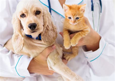  Adopters will receive a plan for routine veterinary care at the time of adoption and are expected to work with their vet to complete the plan