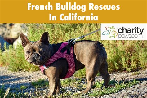  Adopting from french bulldog rescues in California can also be a rewarding experience