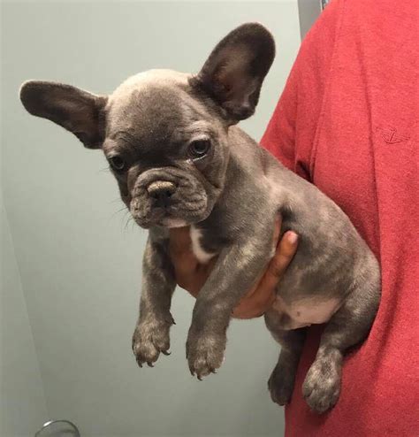  Adopting through the French Bulldog Rescue Network is a more affordable way to acquire a new puppy or adult Frenchie