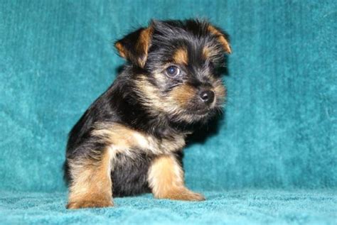  Adorable 8-week-old yorkie puppies for sale