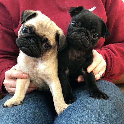  Adorable Pug Puppies for Sale 