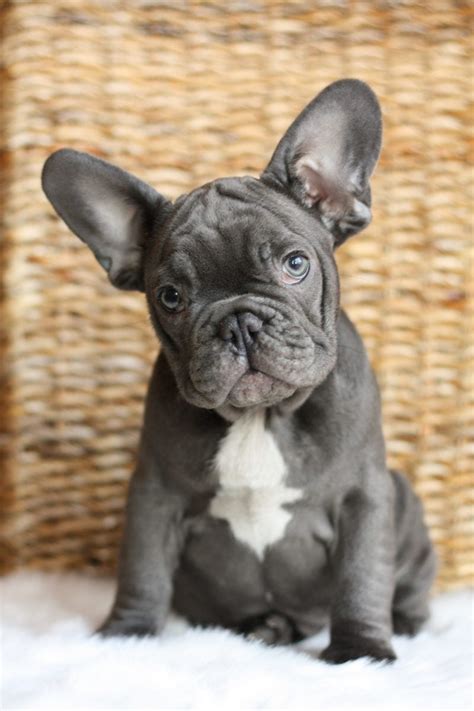  Adorable looks and lovely nature — common traits that run in the TomKings Frenchie bulldog family