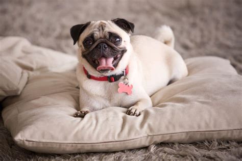  Adult Pugs: At this stage in life, this breed can sleep up to 14 hours per day
