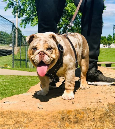  Adult bulldogs may also be given the training