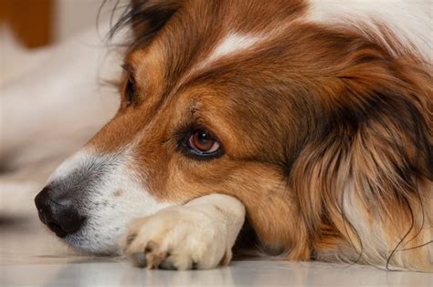  Adult dogs may become anemic because of blood loss or may have a serious underlying disorder