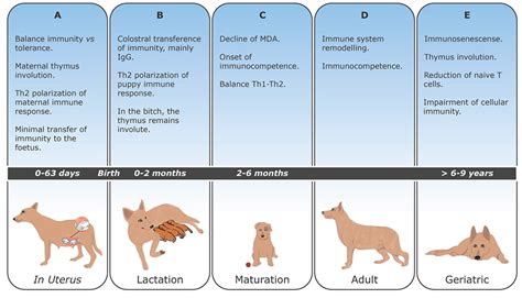  Adult dogs with strong immune systems will develop antibodies to giardia and will have no symptoms