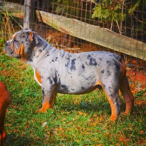  Adult micro blue Tri Merle bully for sale! Energetic great with kids and is a loving family dog!  Exceptional Kangal puppies from excellent bloodlines