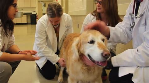  Advances in veterinary medicine mean that in most cases the dogs can still live a good life