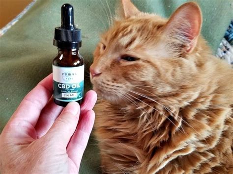  Adverse events linked with CBD pet products include low blood pressure, drowsiness, diarrhea, and dry mouth