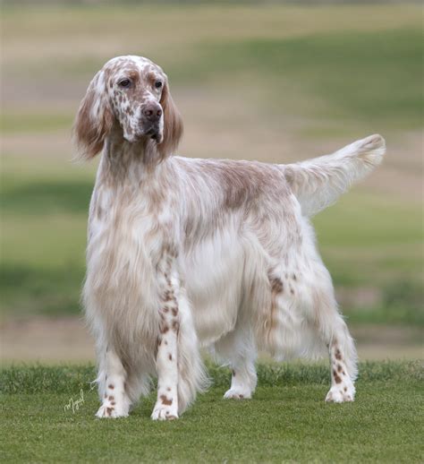  Advertisement - Continue Reading Below English Setter Getty Images Called the "gentleman of the dog world," the English setter is known for both its style and its strength