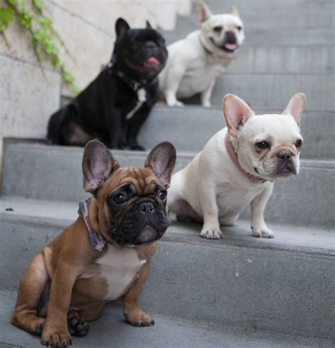  Aesthetically, other breeds undeniably are more glamorous and showy, but beauty is in the eye of the beholder and what many behold in the French Bulldog are the attributes that make this breed one of the best companion dogs in the world today