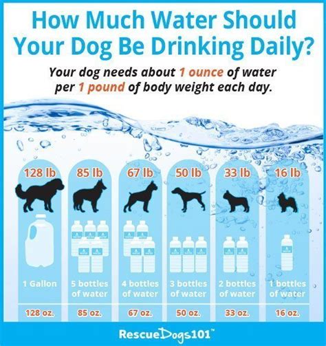  After 24 hours you will know exactly how much water your dog has drunk