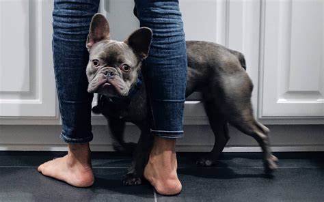  After a few baths, your Frenchie should get used to it and not be too scared