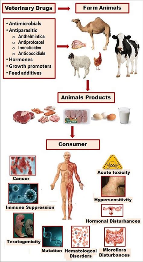  After a food-producing animal is treated with a drug, residues of that drug may be present in the milk, eggs, or meat if the animal is milked, eggs are collected, or the animal is sent to slaughter before the drug is completely out of its system