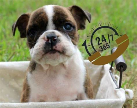  After a healthy puppy , the single most critical factor for a successful bulldog adoption is adopter support