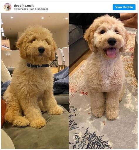  After a mini goldendoodle became part of our lives, we knew we had to be a part of the doodle world