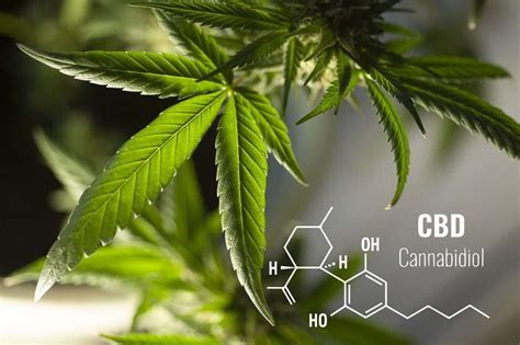  After all, CBD is only one compound among many extracted from hemp