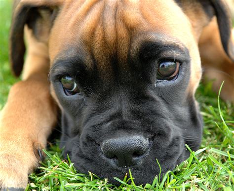  After all, a bitch can only have so many pups in a litter! Boxer Rescue and Adoption You can save yourself thousands of dollars off the Boxer cost by choosing to adopt a Boxer, rather than buy one from a breeder