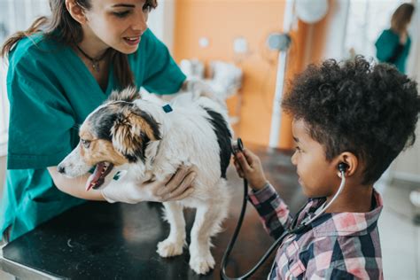  After all, your vet knows your pet best and is your most valuable resource for ensuring their well-being