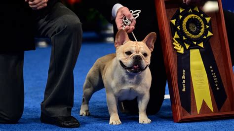  After an acclaimed dog show in , in which the French Bulldog was presented as the most stylish pooch of the season, the breed went on to dominate the high society market and became a staple show-dog by 