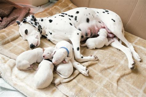  After being fully weaned, pups start to be ready to leave their canine birth family and go to their new human homes